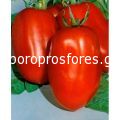Tomatoes Chelse F1