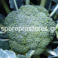 Broccoli Malibu F1