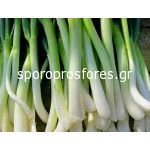 Onion Green Long White Ishikura