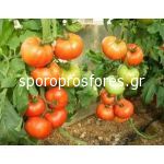 Tomatoes Attilio F1 (Lycopersicon esculentum)