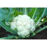 Cauliflower White Ball F1