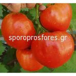 Tomatoes Ilida F1 (Lycopersicon esculentum)