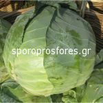 Cabbage Bucharest