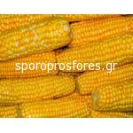 Corn Rep. 509
