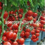 Tomatoes Fado F1 (Lycopersicum esculentum Mill)