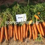 Carrots Jerada (Jerada F1)
