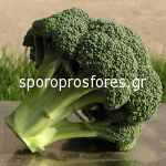 Broccoli Ironman