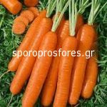 Carrots Coral F1