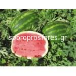 Watermelons Obla F1