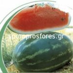 Watermelon Vasco (Vasko F1)