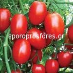 Tomatoes CXD 142 F1
