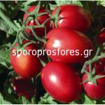 Tomatoes Rio Grande