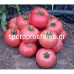 Tomatoes Panderosa F1