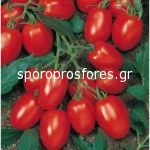 Tomatoes Torquay F1