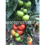 Tomatoes Eurasia F1