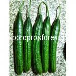 Cucumber Golia F1