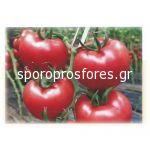 Tomatoes HTP-11 F1