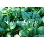 Spinach Spanion F1