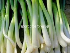 Κρεμμύδια Green Long White Ishikura