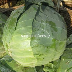 Cabbage Bucharest