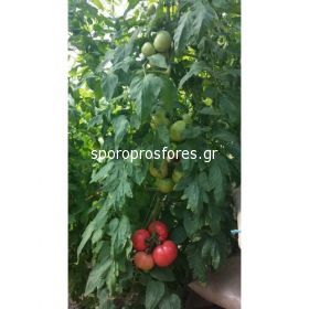 Tomatoes HTP-11 F1