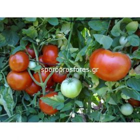Tomatoes Faidra F1