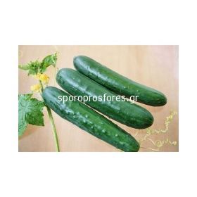 Cucumber Edona F1