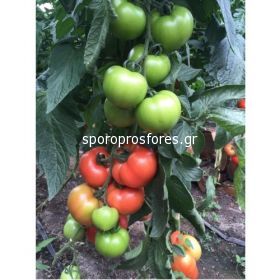 Tomatoes Eurasia F1