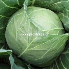 Cabbage Delight Ball F1