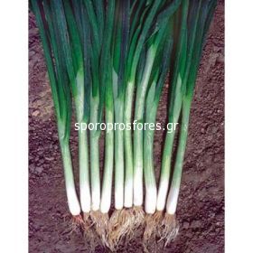 Green onions Green Banner