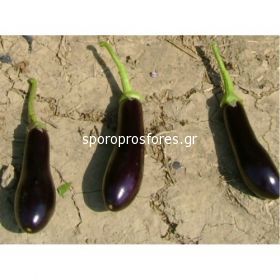 Eggplant Marfa F1
