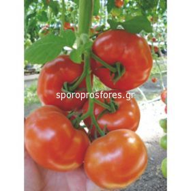 Tomatoes Signora F1