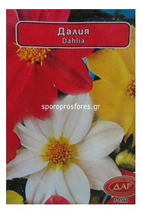 Dahlia (Dar)